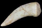 Enchodus Fang - Extinct Bony Fish #76004-1